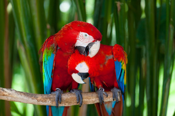 Nice parrots - Scarlet Macaw