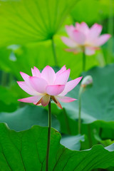 Obraz premium blooming lotus flower over dark background