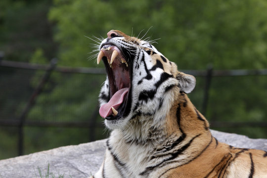 Roaring Siberian Tiger