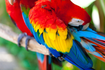 Nice parrots - Scarlet Macaw
