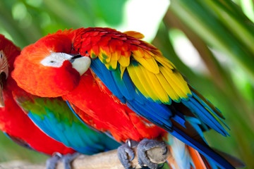 Nice parrots - Scarlet Macaw
