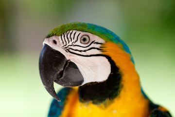 Big blue-yellow parrot