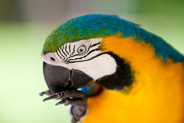 Big blue-yellow parrot