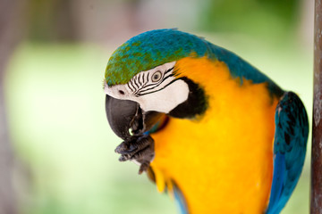 Big blue-yellow parrot