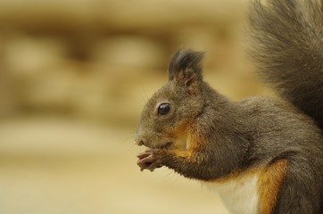 エゾリスの食事