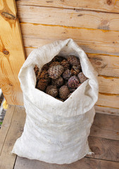 Full bag of cedar cones
