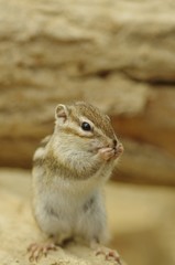 Obraz premium しまりす