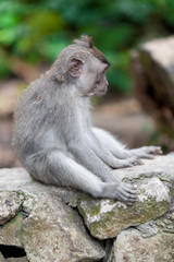 Sweet Little Monkeys - The Everyday Life