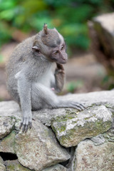 Sweet Little Monkeys - The Everyday Life