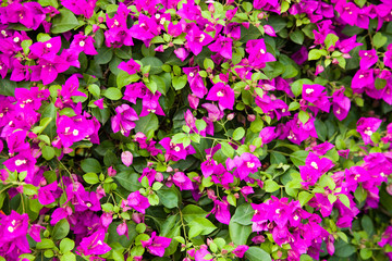 Close-up of flower bed in the garden