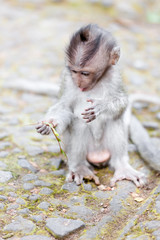 Sweet Little Monkeys - The Everyday Life