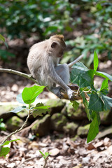 Sweet Little Monkeys - The Everyday Life