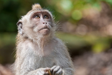 Sweet Little Monkeys - The Everyday Life