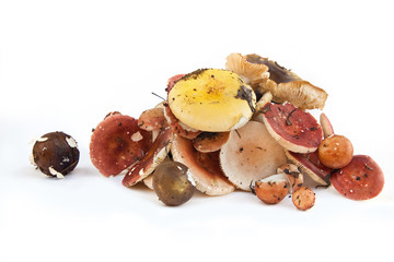 Fungus is the russula
