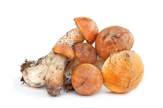 A mushroom is an orange-cap boletus