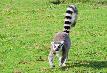 Ring-tailed lemur (Lemur Catta) walks © meoita