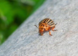 Potato beetle (Leptinotarsa decemlineata)