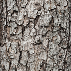 Tree bark texture