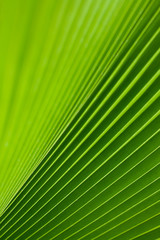 Green palm tree leaf as a background