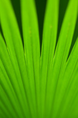 Green palm tree leaf as a background