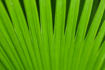 Green palm tree leaf as a background