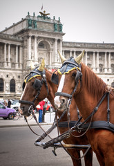 Naklejka premium Traditional horse coach Fiaker in Vienna Austria