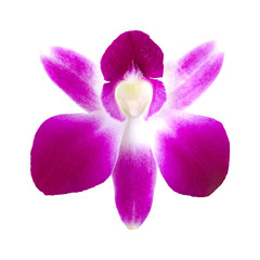 Single purple orchid isolated on white background.