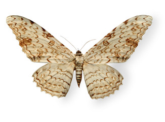 Plakat Beżowy leopard motyl na białym