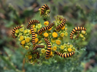 Tiger Larvae Invasion