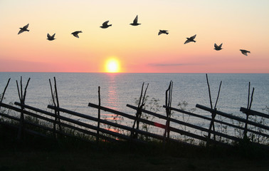 Bird Formation in Sunset - 36759156