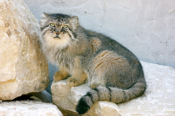 Chat manul ou chat de pallas