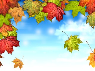 autumn leaves with the blue sky background