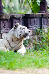 White Royal Bengal Tiger