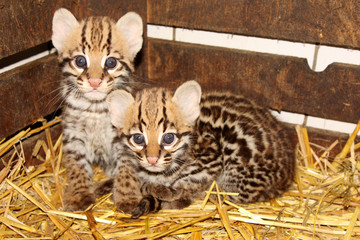 b&eacute;b&eacute; ocelot 7 semaines