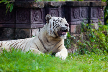 Fototapeta na wymiar Biały Royal Bengal Tiger