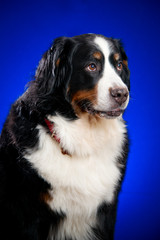 Beautiful Bernese mountain dog (Berner Sennenhund) on the blue b
