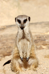 Fototapeta premium suricate