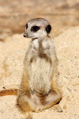 Fototapeta premium suricate