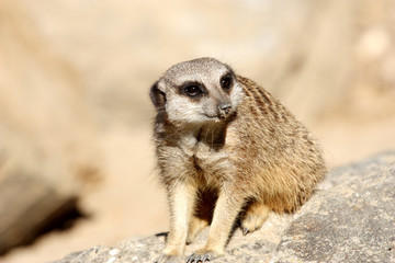 suricate