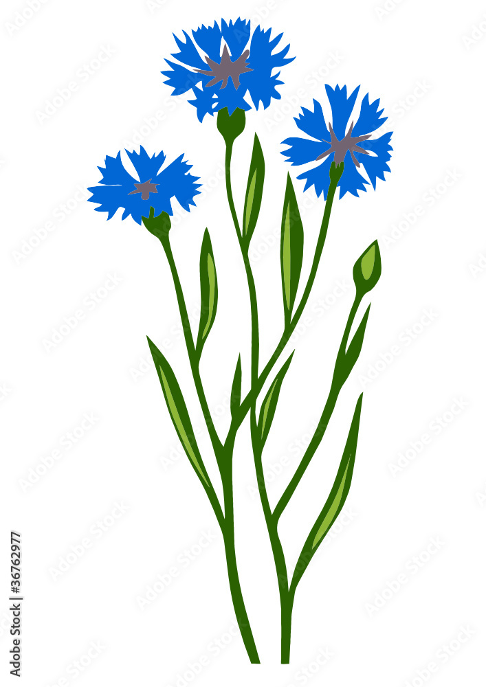 Canvas Prints drawing of the flower cornflower on white background