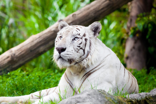 White Royal Bengal Tiger
