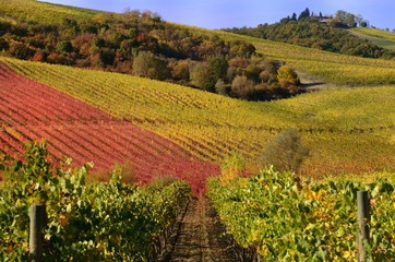 Fototapeta na wymiar Winnice w jesieni