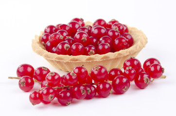 frisch gepflückte rote Johannisbeeren in einem kleinen Törtche