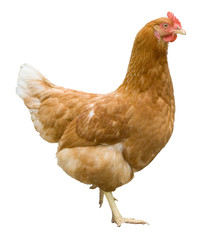 Isolated Hen