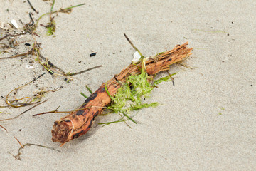 Ast am Strand