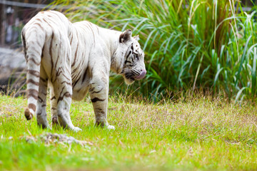Fototapeta na wymiar Biały Royal Bengal Tiger