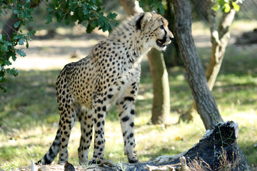 Jeune guépard