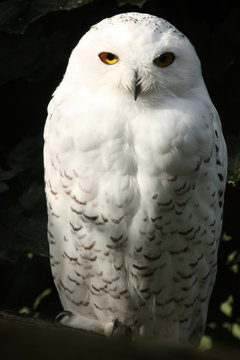 harfang des neiges