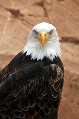 Balt eagle
