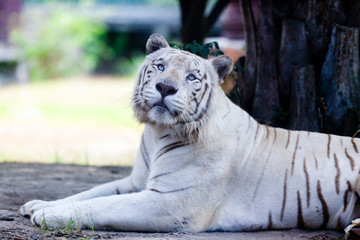 White Royal Bengal Tiger